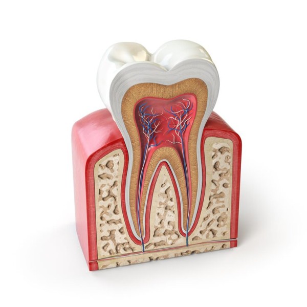 endodoncias-dentales-rocio-velasco